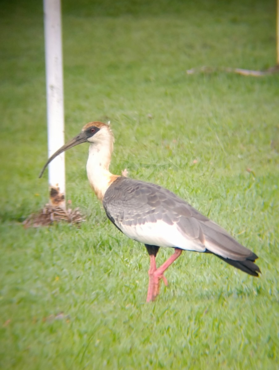 Buff-necked Ibis - ML646555603