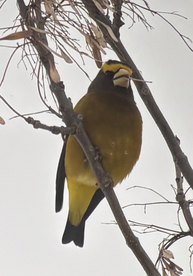 Evening Grosbeak - ML646555604