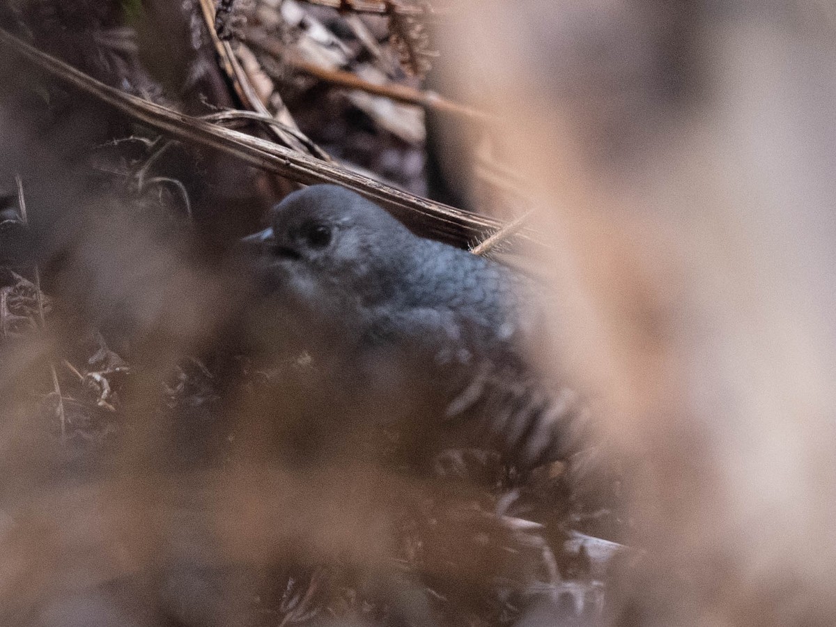 Perija Tapaculo - ML646555606