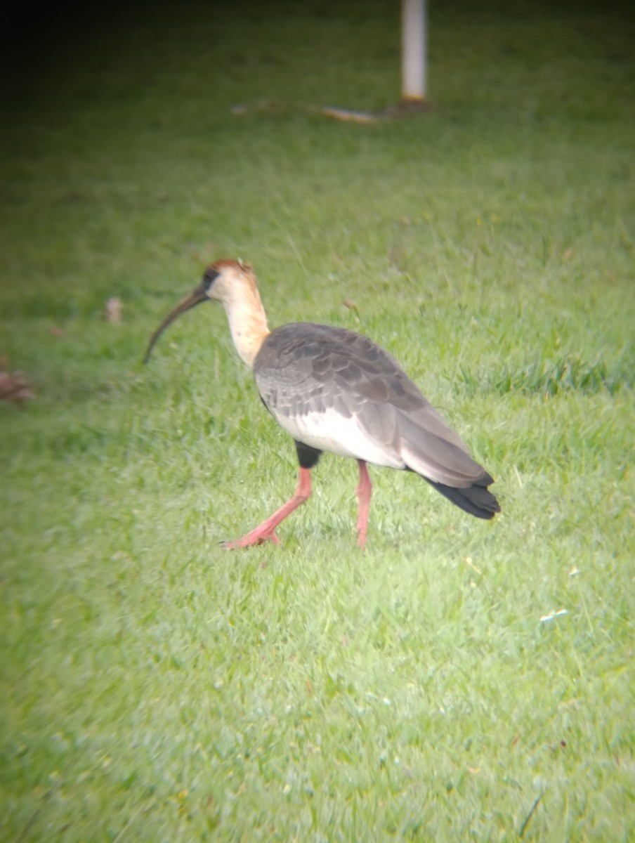 Buff-necked Ibis - ML646555607