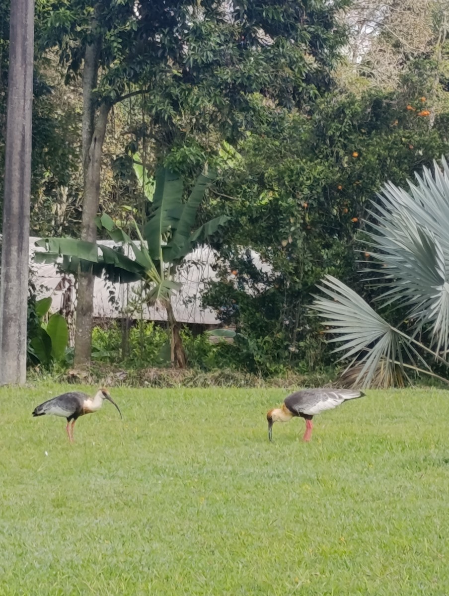Buff-necked Ibis - ML646555608