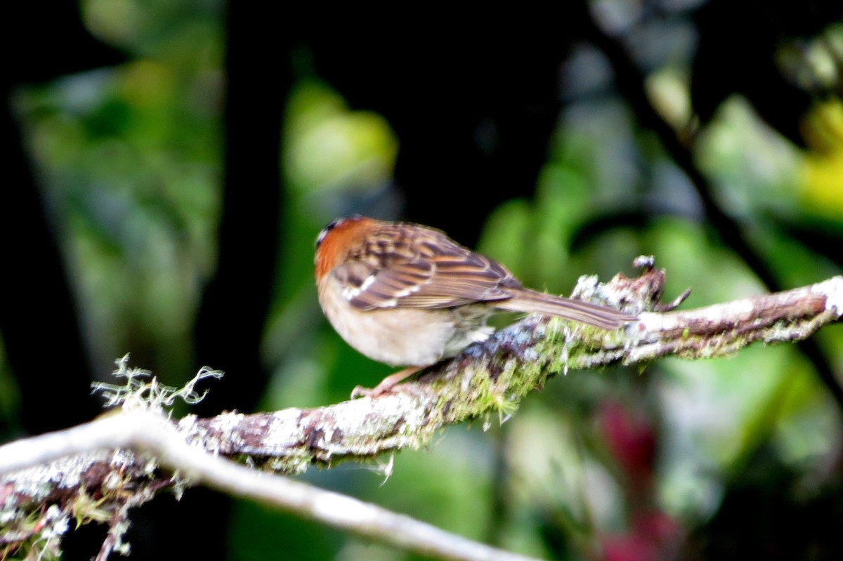 rustkragespurv - ML646555609