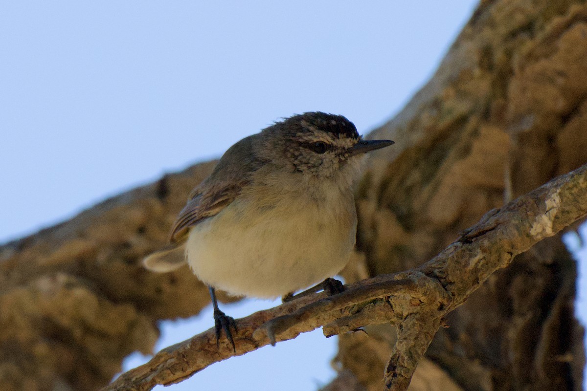 gulgumptornsmett - ML646555611