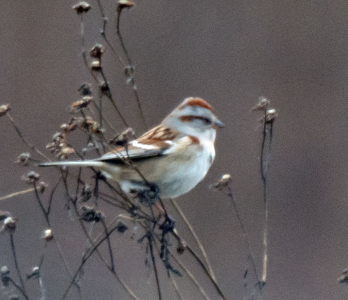 American Tree Sparrow - ML646555612