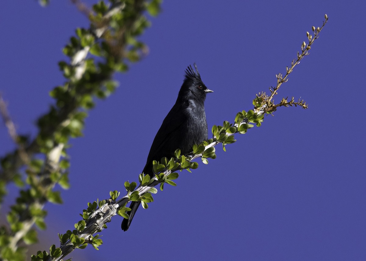 Phainopepla - ML646555614