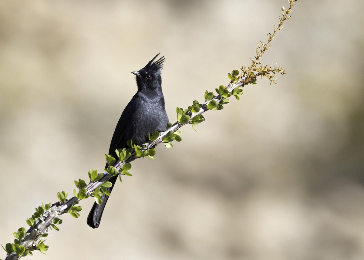 Phainopepla - ML646555615