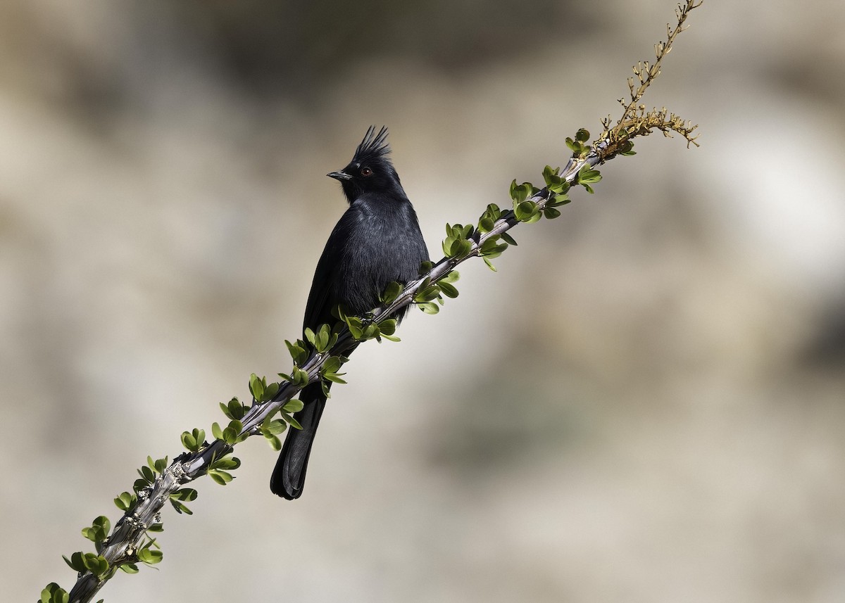 Phainopepla - ML646555616