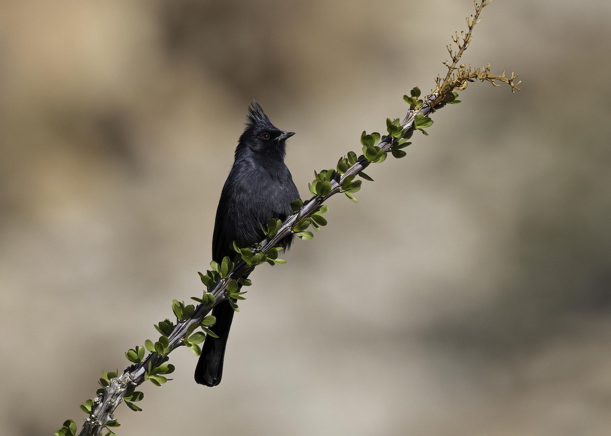 Phainopepla - ML646555617