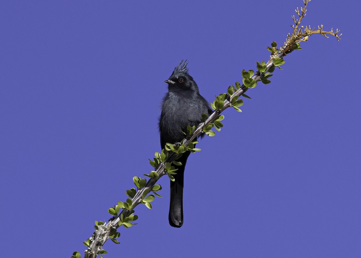 Phainopepla - ML646555618