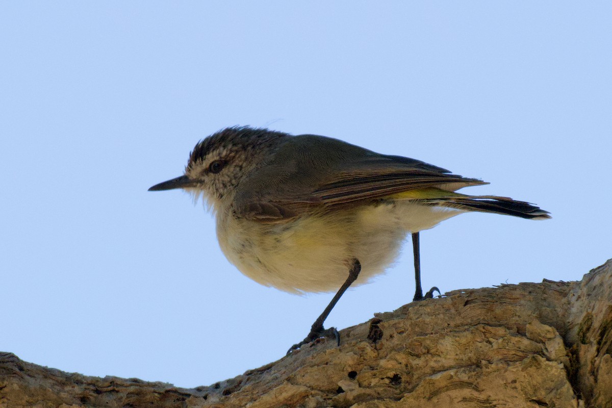 gulgumptornsmett - ML646555619