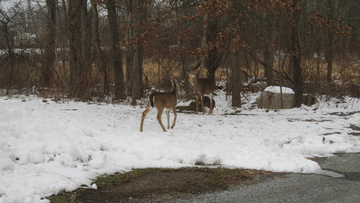 White-tailed Deer - ML646555620