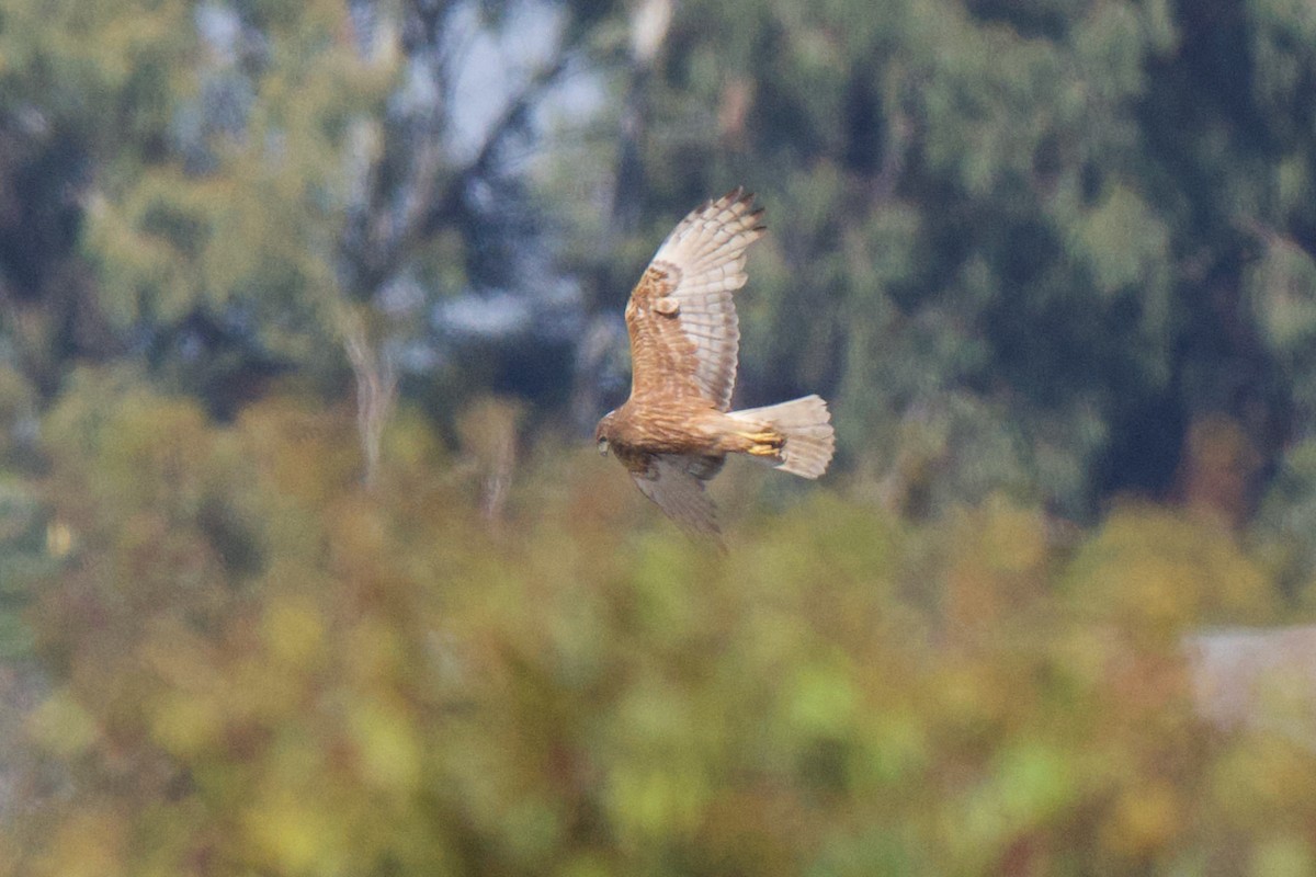 australsivhauk - ML646555624