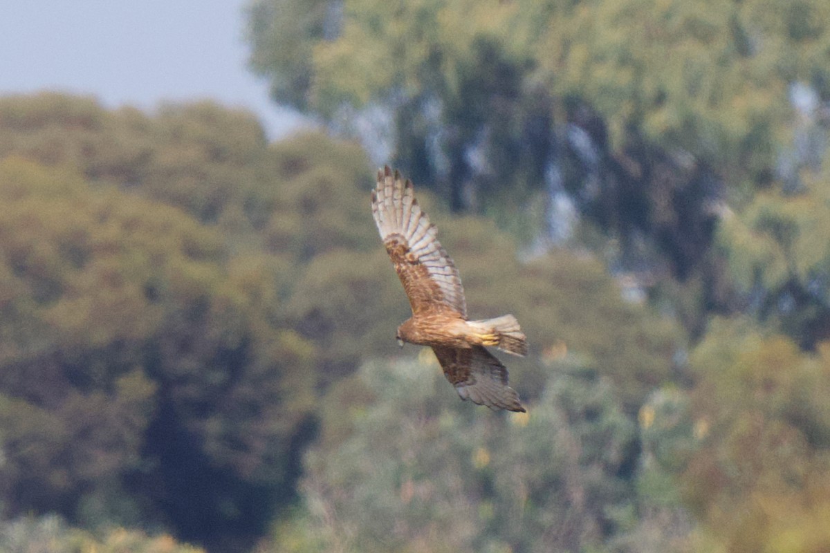 australsivhauk - ML646555626