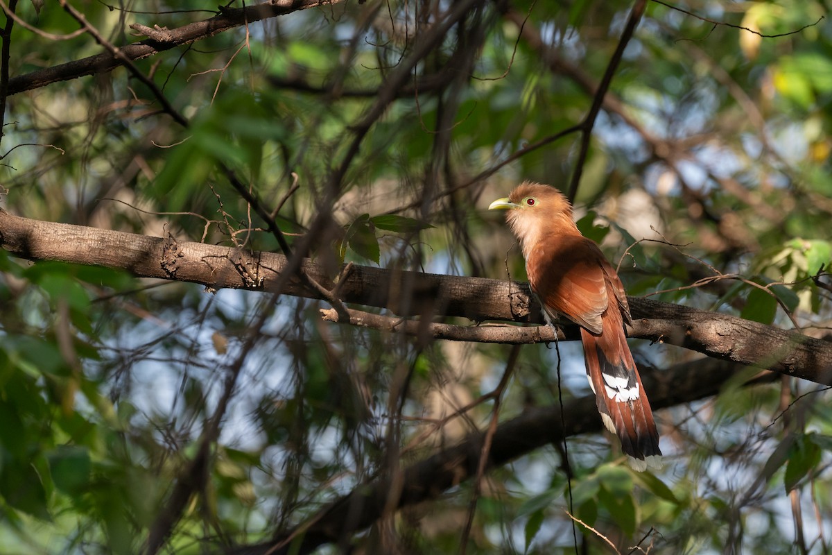 Common Squirrel-Cuckoo - ML646555629