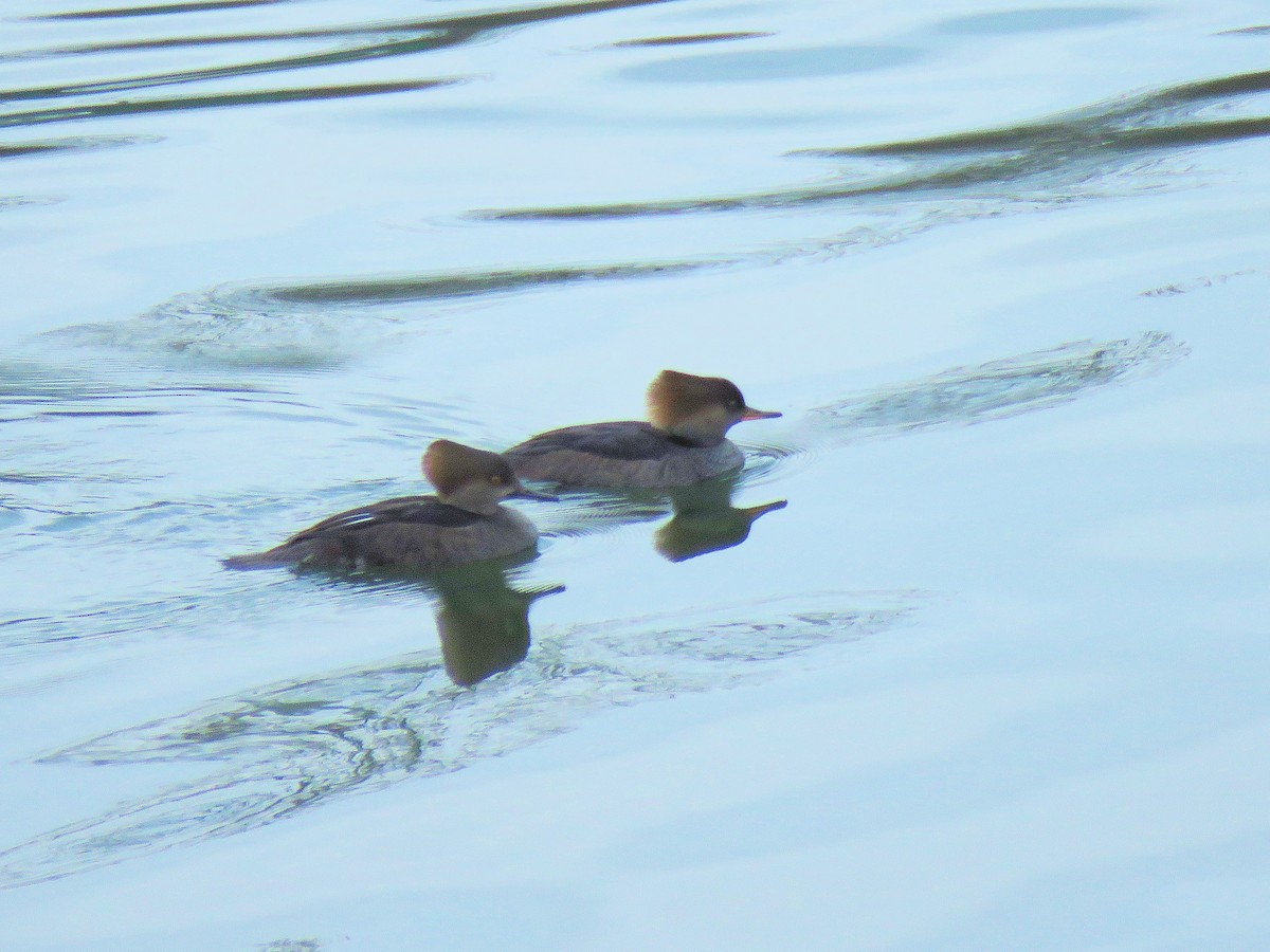 Hooded Merganser - ML646555632