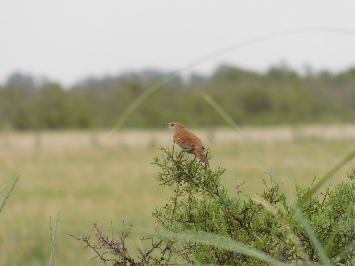 ムネアカアレチカマドドリ - ML646555633