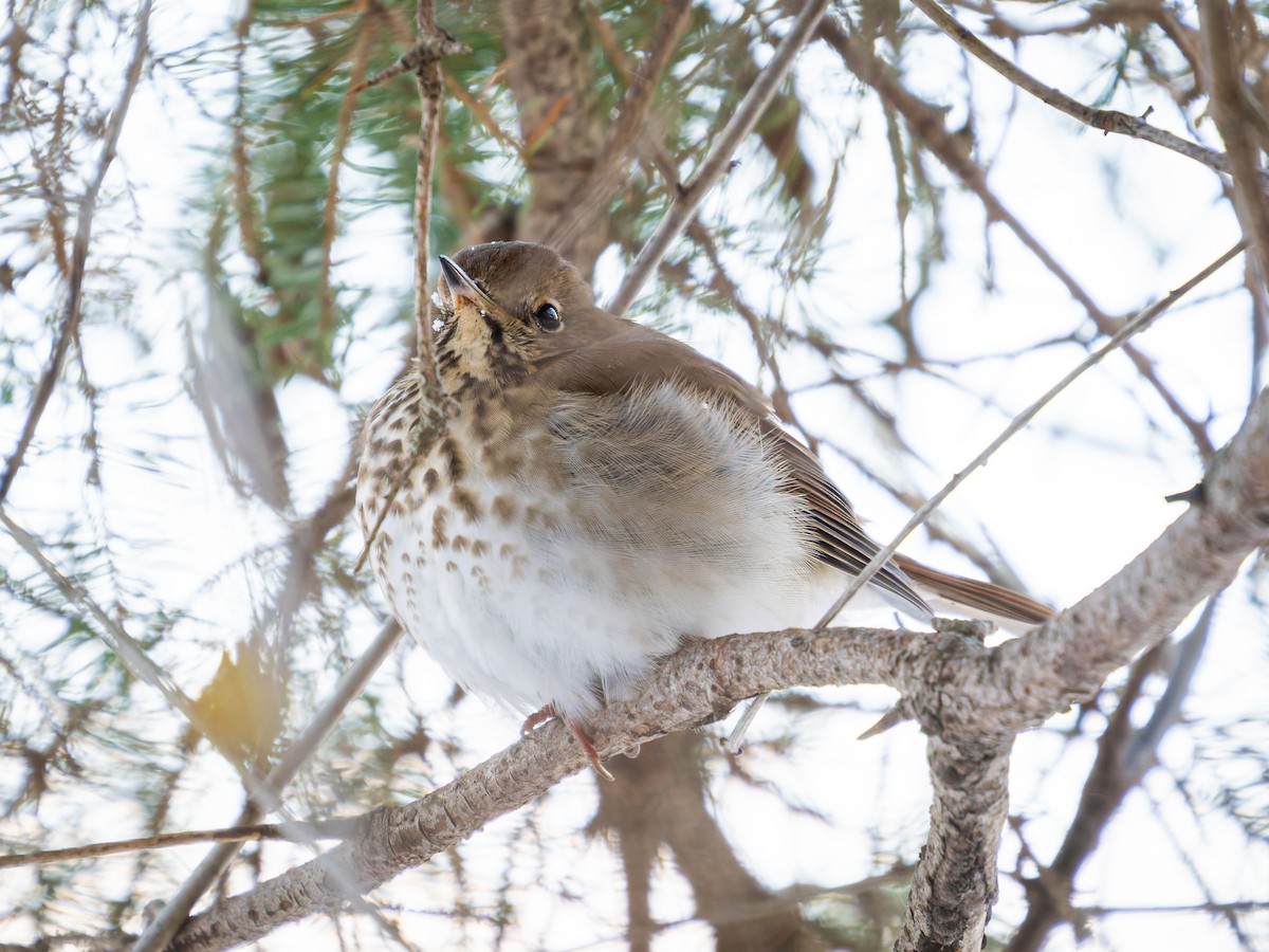 Hermit Thrush - ML646555636