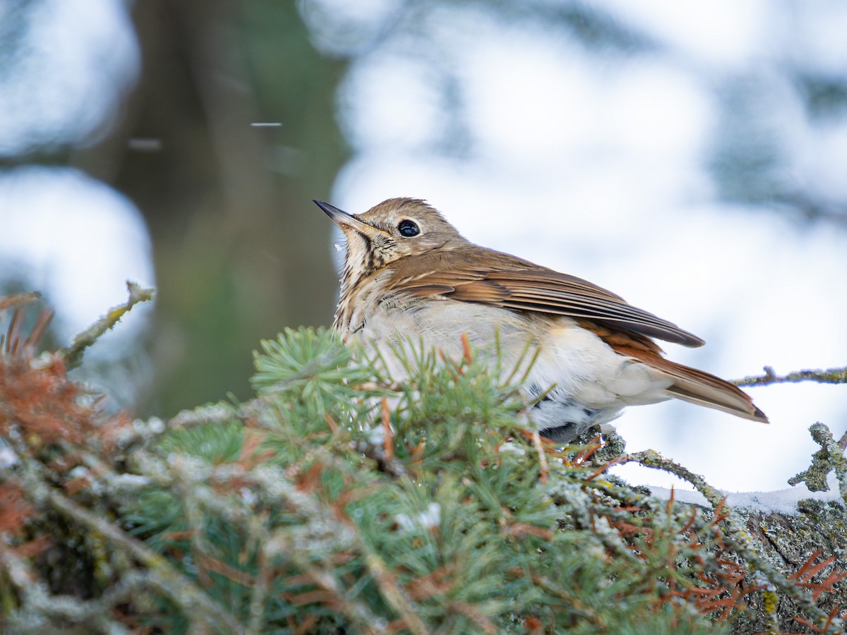 Hermit Thrush - ML646555637