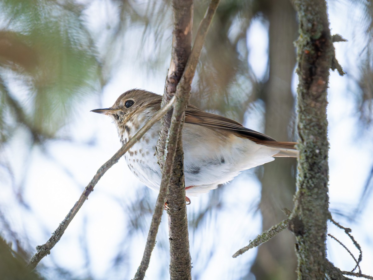 Hermit Thrush - ML646555638