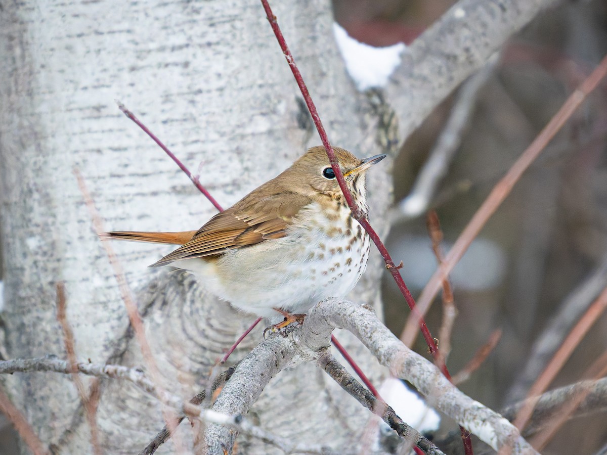 Hermit Thrush - ML646555639