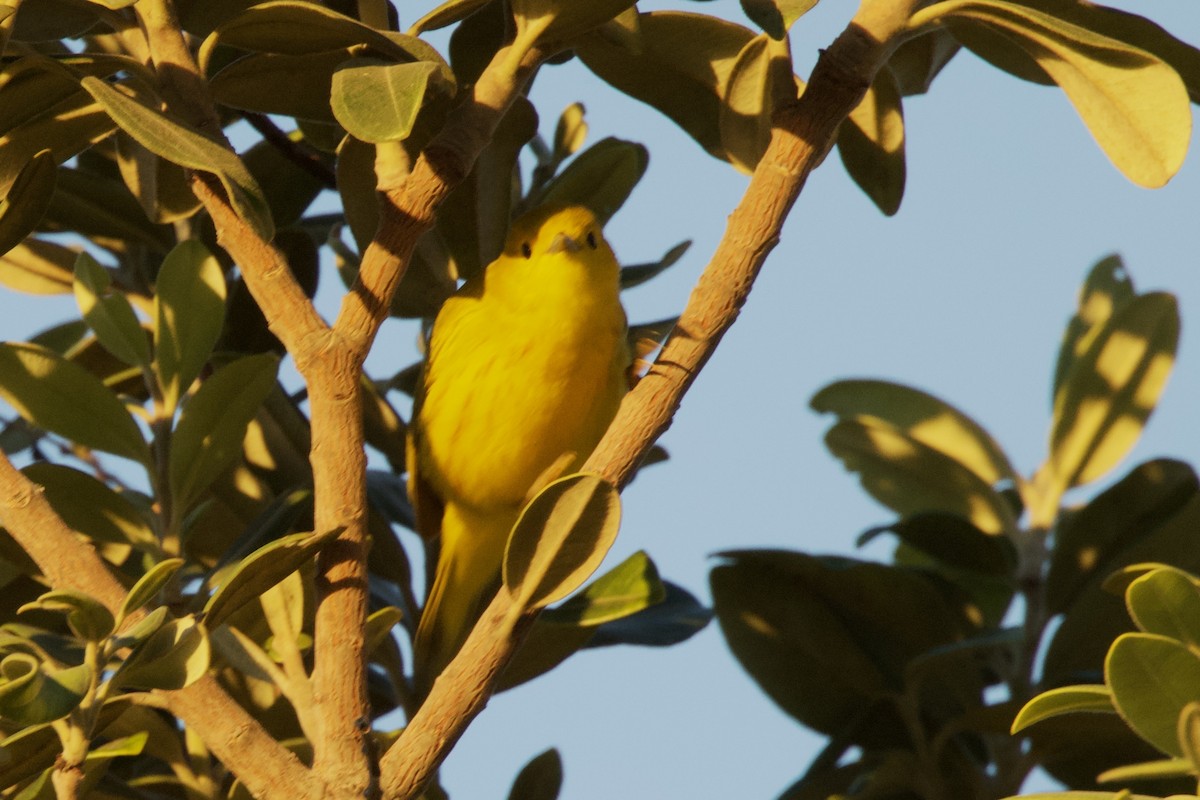 Northern Yellow Warbler - ML646555640