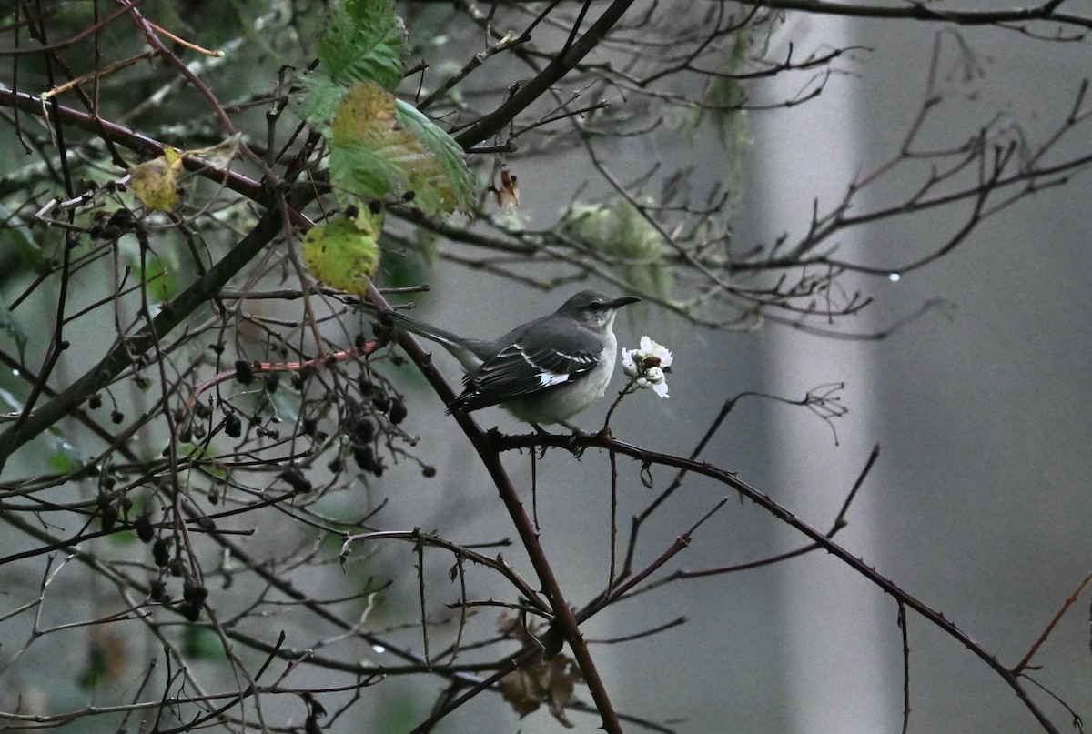 Kuzeyli Taklitçi - ML646555642