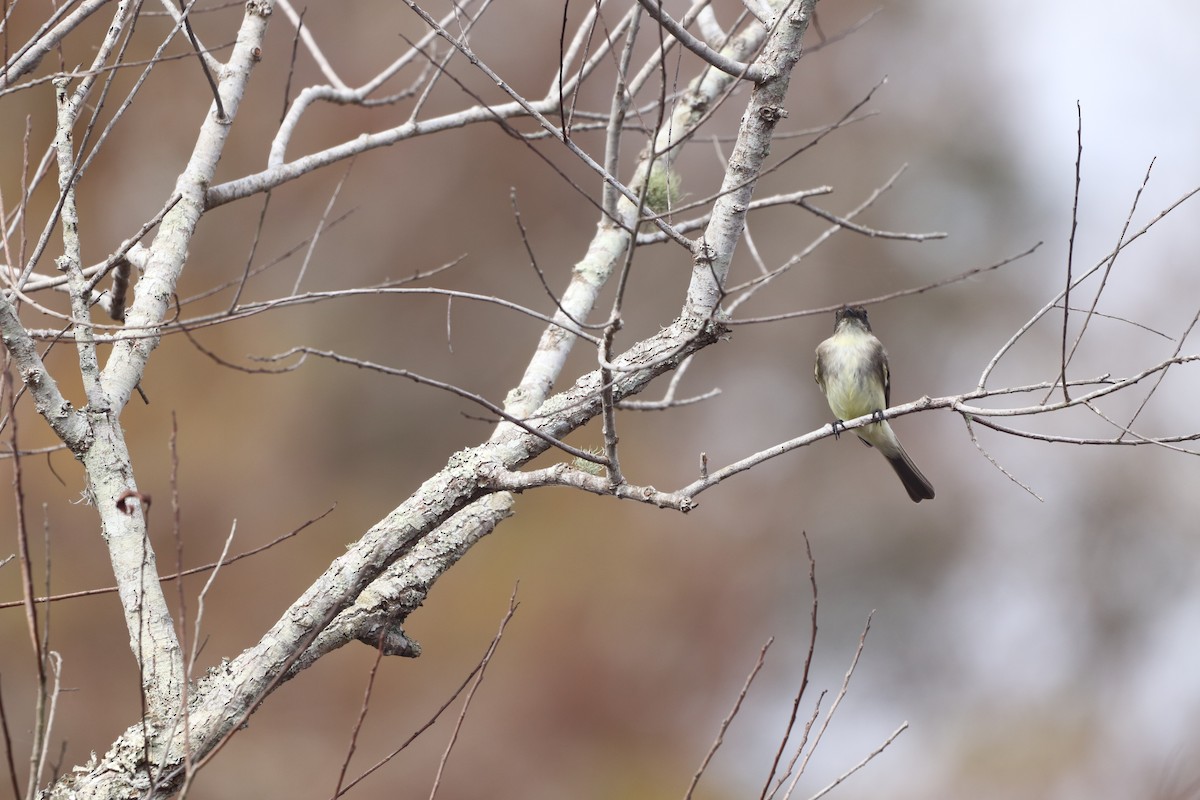 Eastern Phoebe - ML646555643