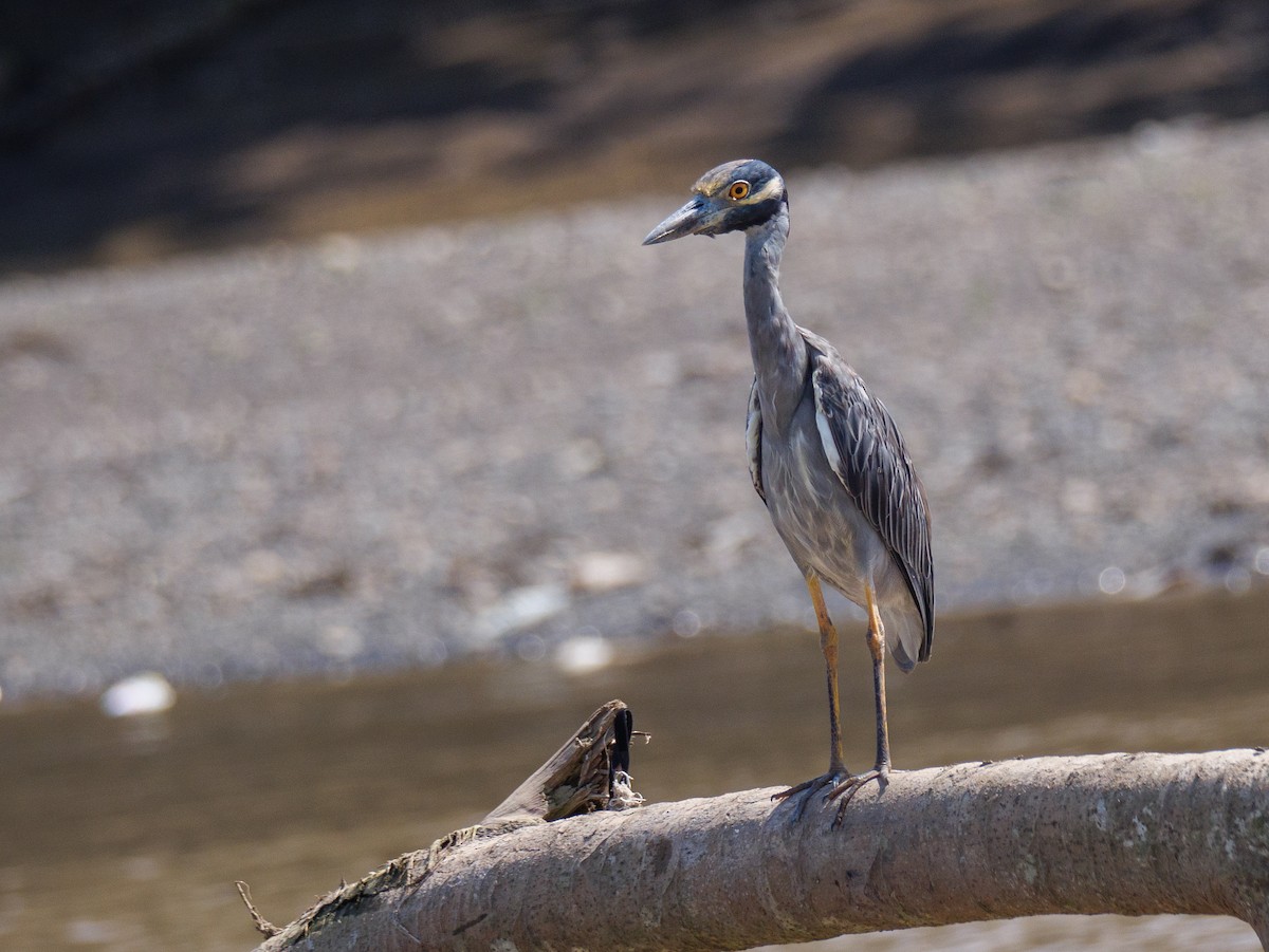 אנפת לילה צהובת-כיפה - ML646555644