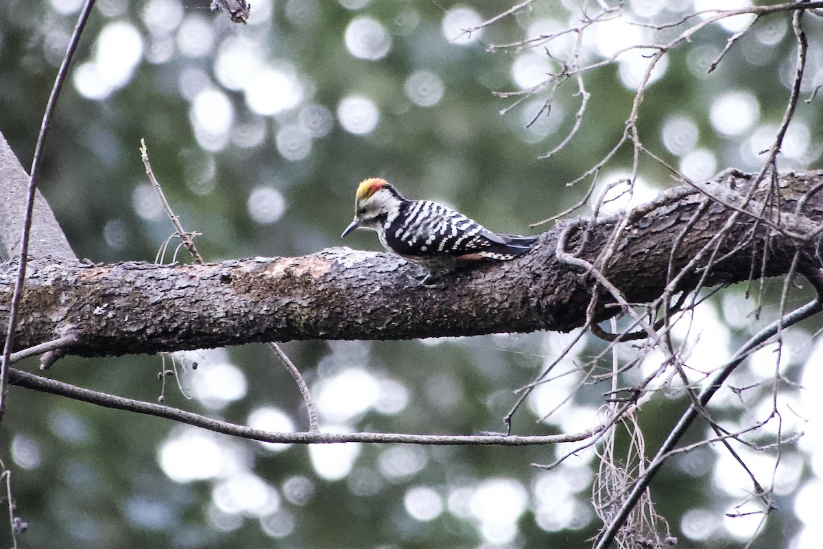 Brown-fronted Woodpecker - ML646555646