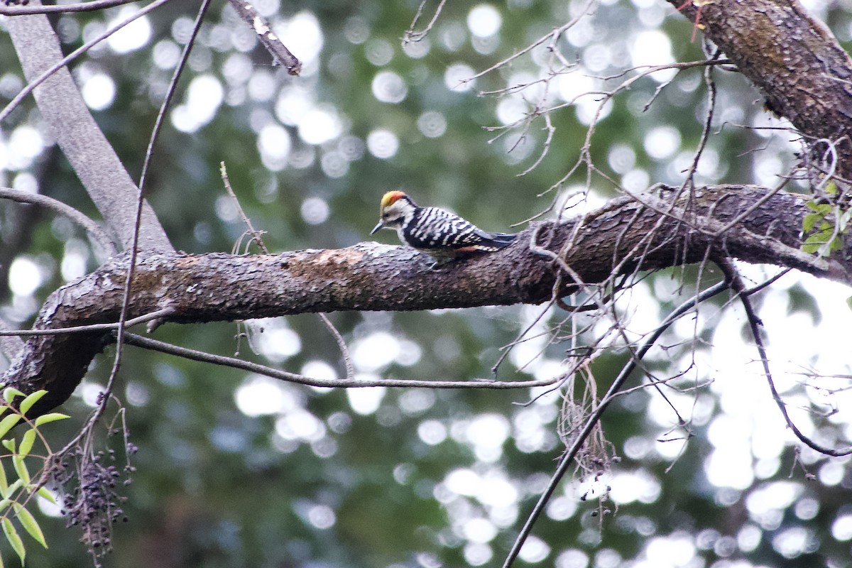 Brown-fronted Woodpecker - ML646555647