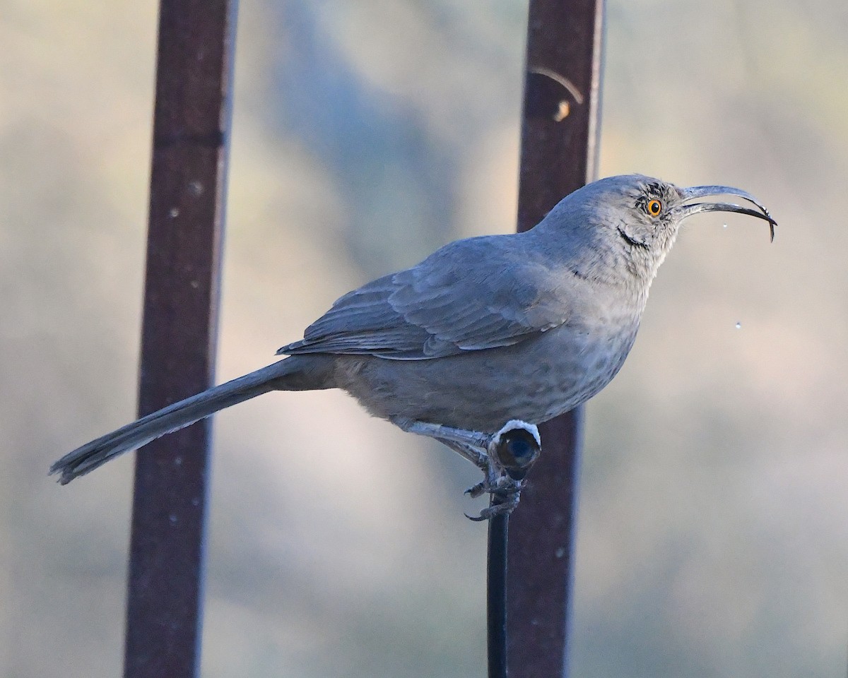 Curve-billed Thrasher - ML646555649