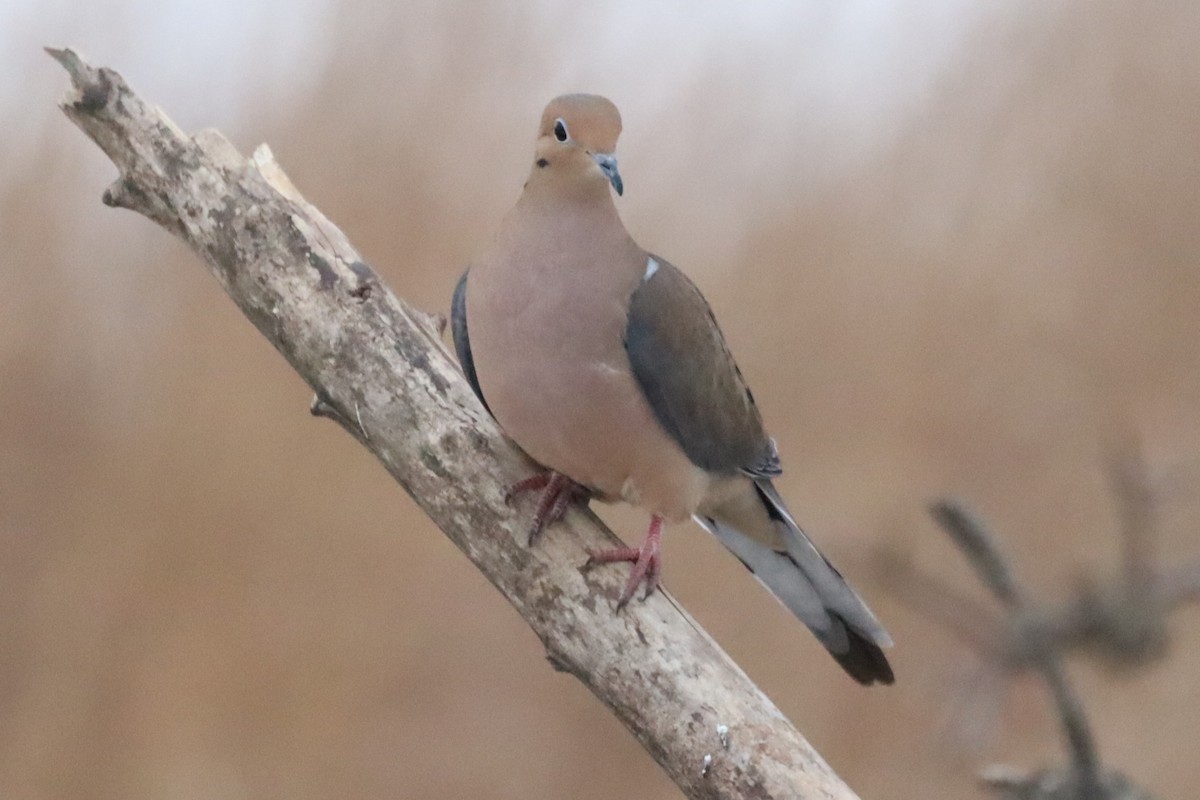 Mourning Dove - ML646555650