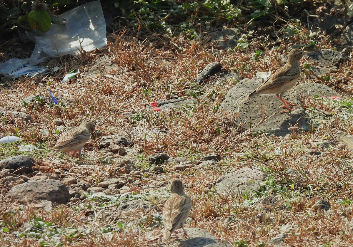 ヒメコウテンシ - ML646555651