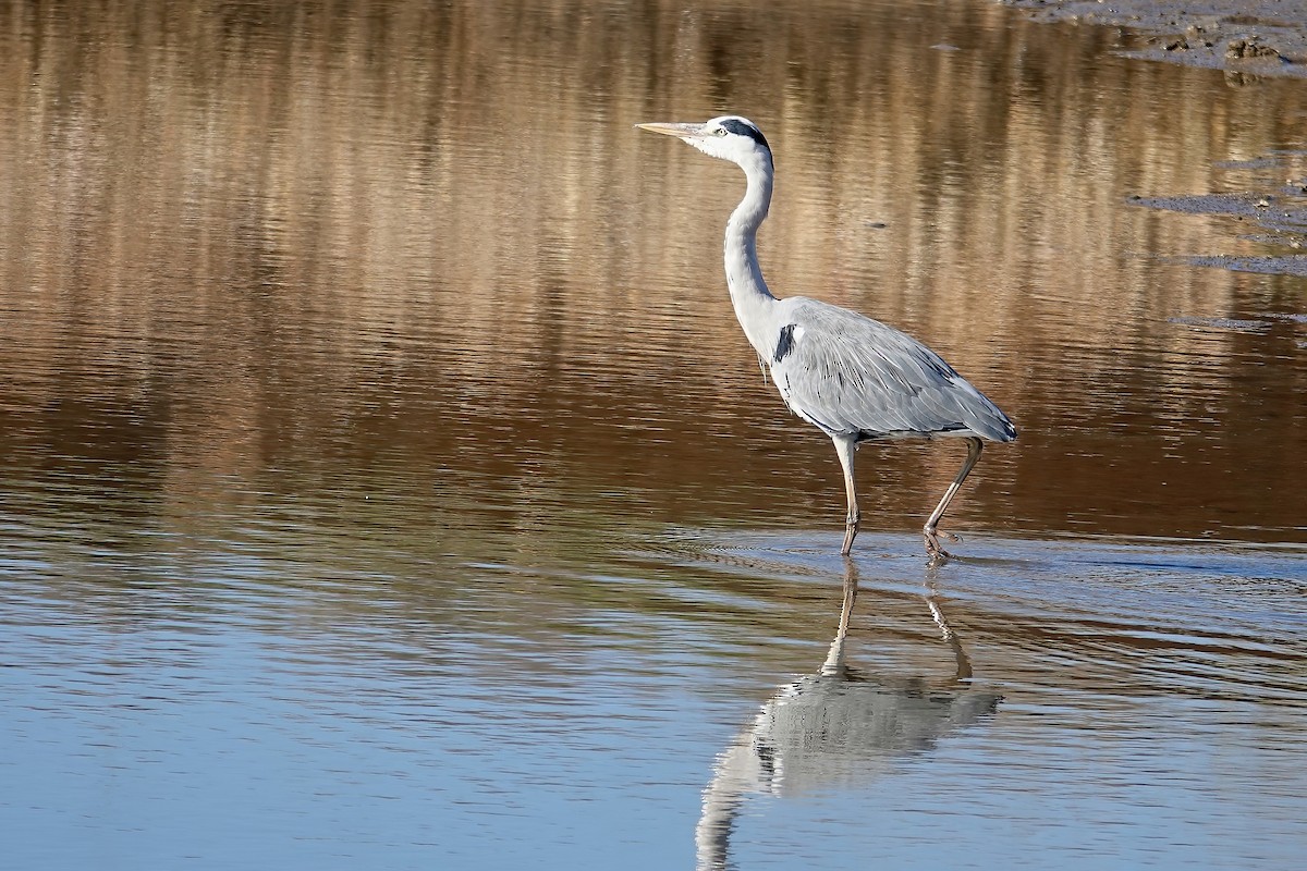 Gray Heron - ML646555655