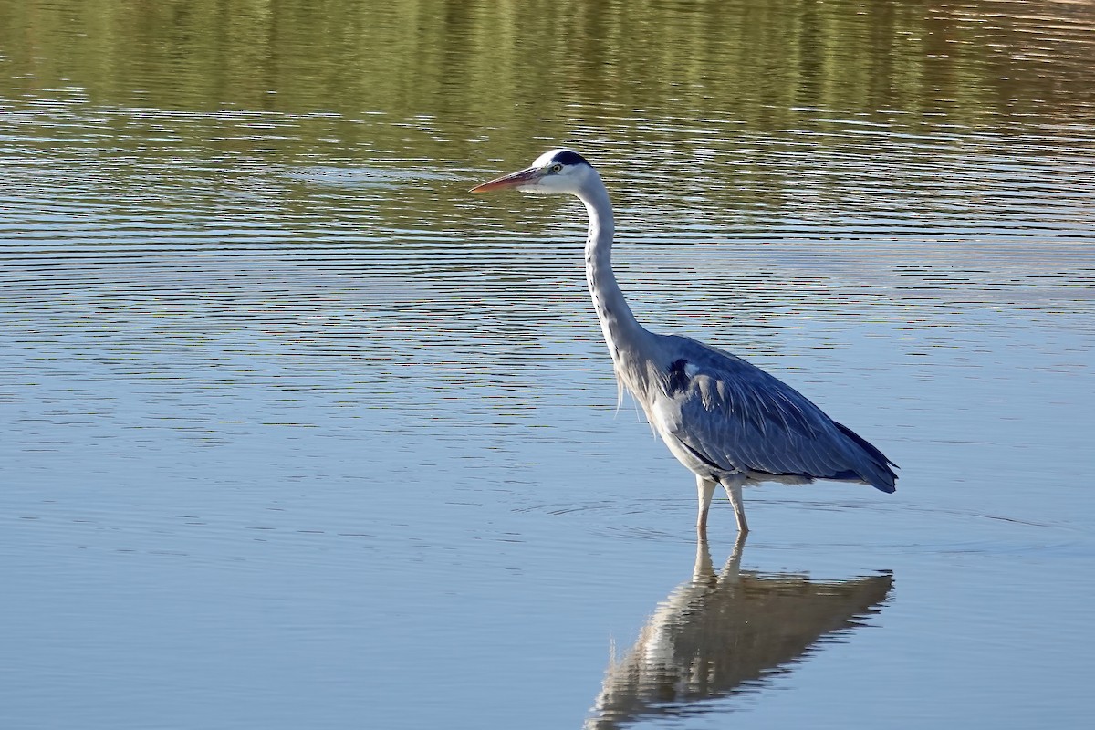 Gray Heron - ML646555656