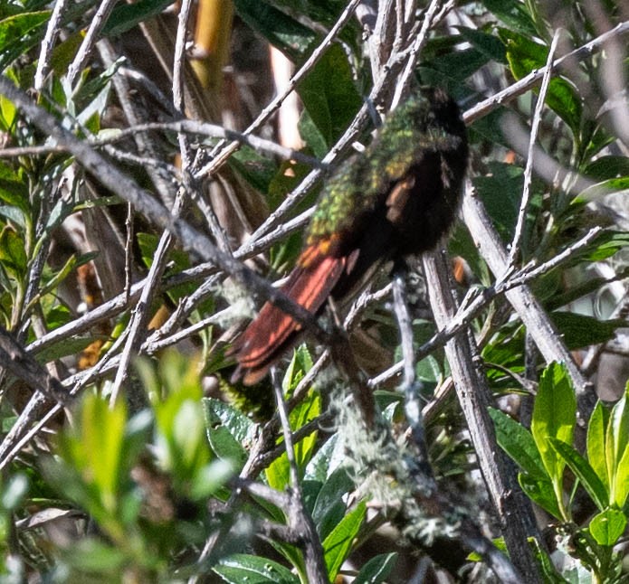 Perija Metaltail - ML646555659