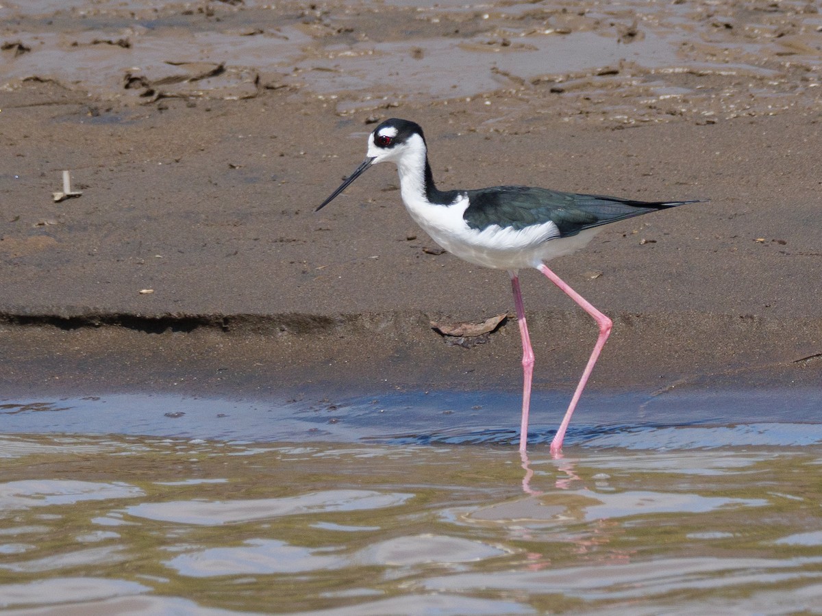 Black-necked Stilt - ML646555666