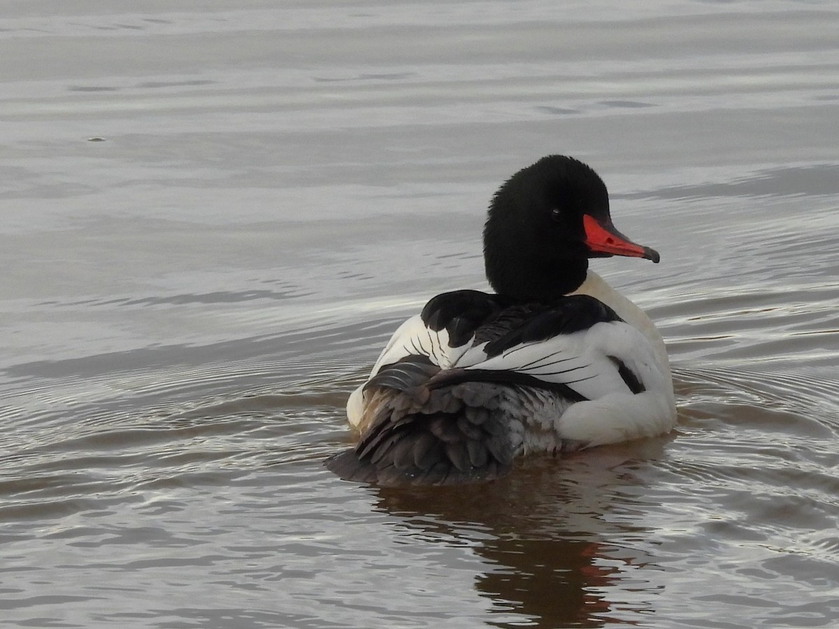 Common Merganser - ML646555671