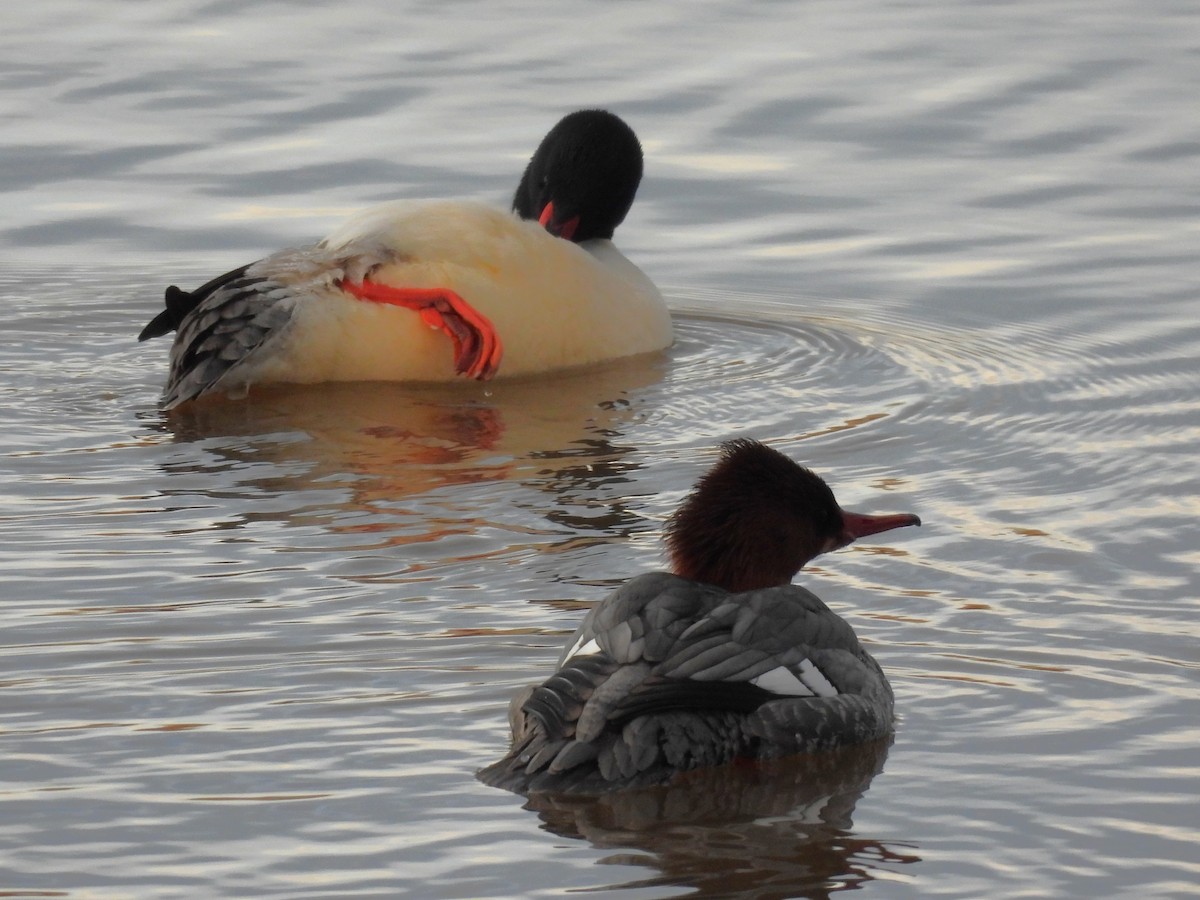 Common Merganser - ML646555672