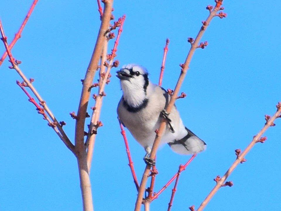 Blue Jay - ML646555674
