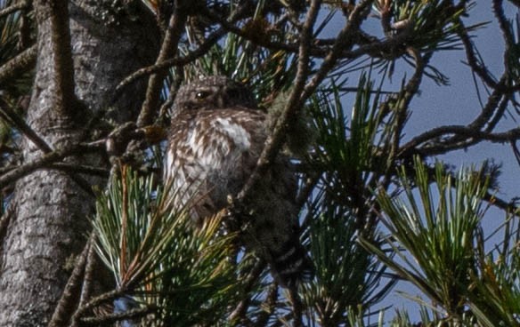Andean Pygmy-Owl - ML646555676