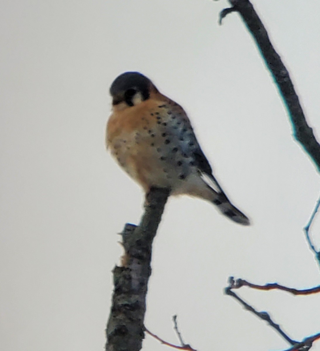 American Kestrel - ML646555677