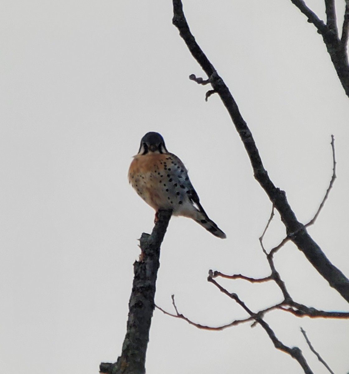 American Kestrel - ML646555678