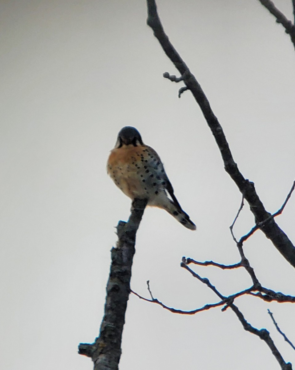 American Kestrel - ML646555680