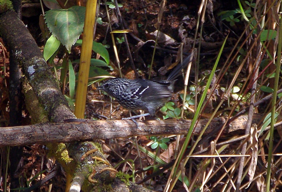 Dusky-tailed Antbird - ML646555681