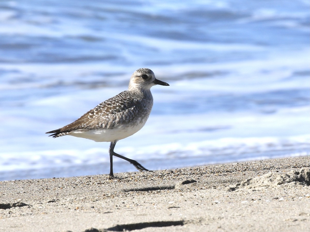 Black-bellied Plover - ML646555683