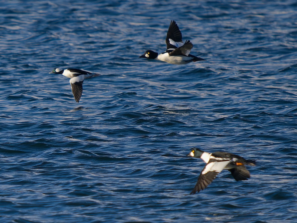 雑種 ホオジロガモ ｘ キタホオジロガモ - ML646555684