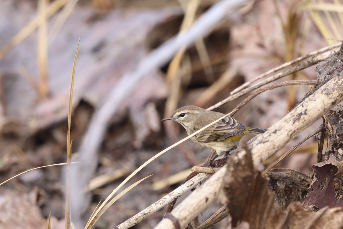 Palm Warbler - ML646555685
