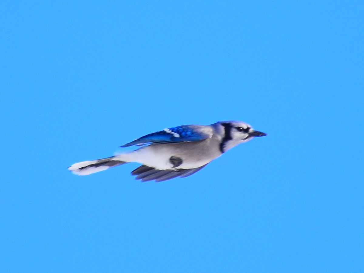 Blue Jay - ML646555686