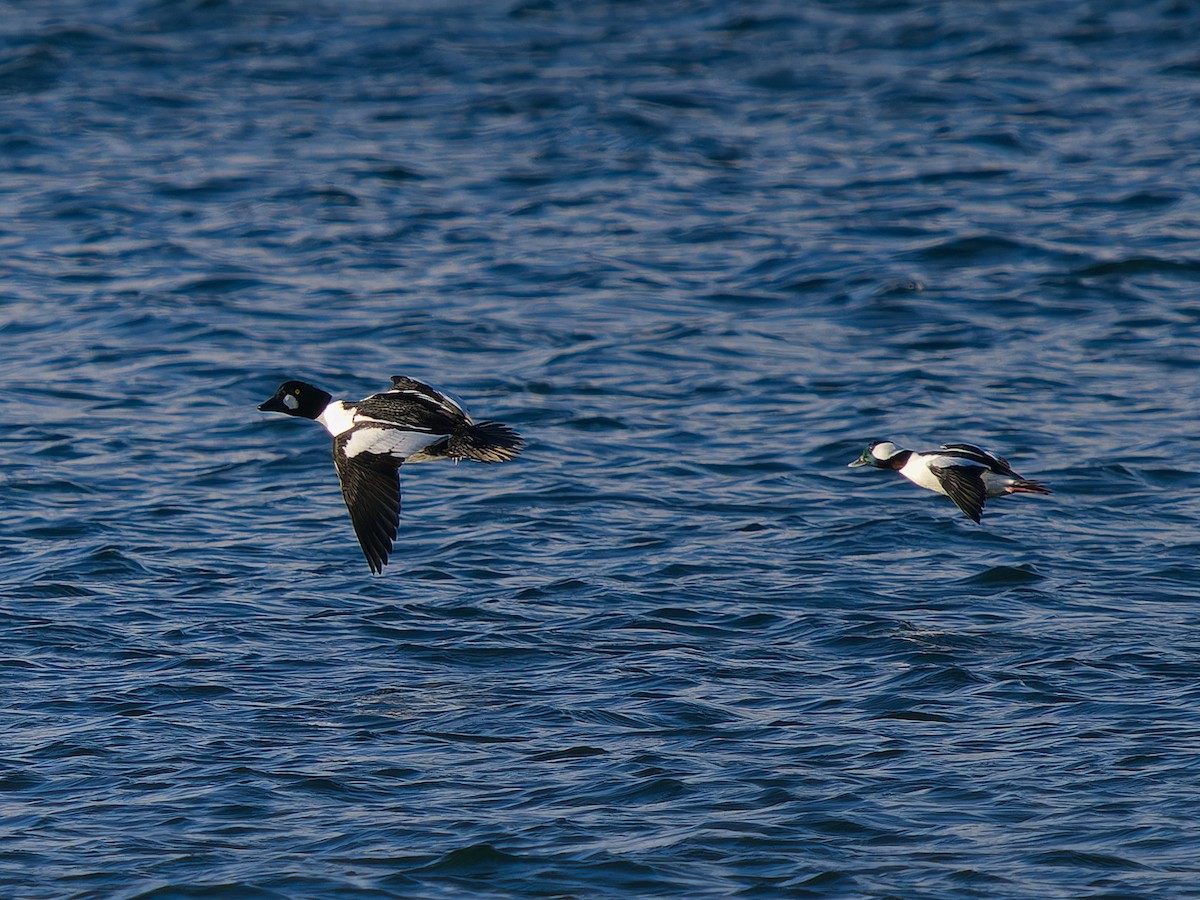 雑種 ホオジロガモ ｘ キタホオジロガモ - ML646555687